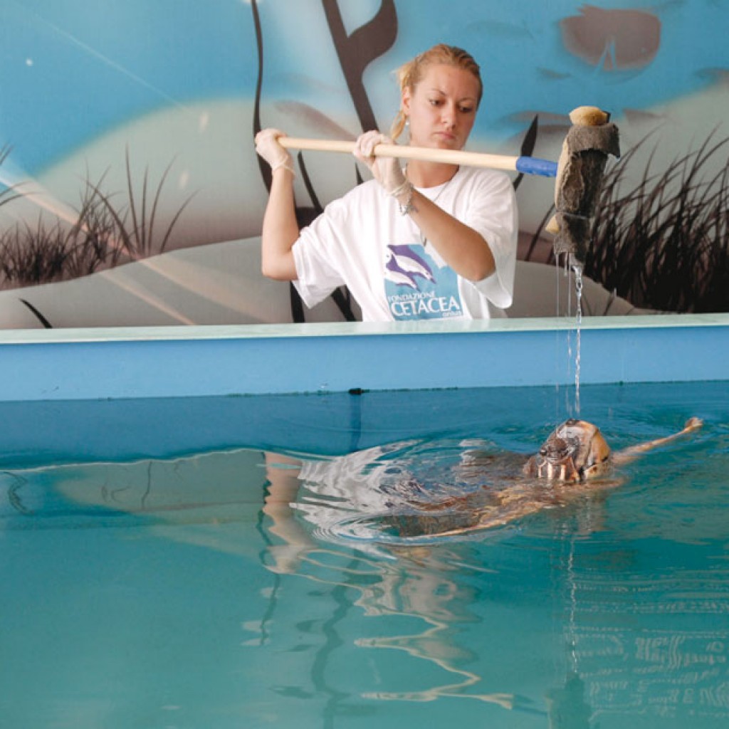 tartarughe---ospedale