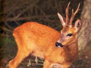 Se il capriolo è… sinistro