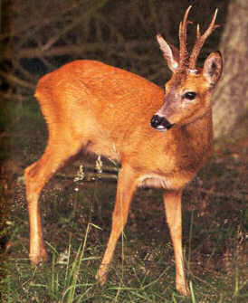 Se il capriolo è... sinistro