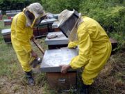 Aiuto, le api stanno scomparendo!