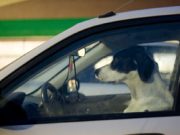 Quegli animali con la… valigia