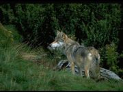 Il lupo sbrana e non è solo