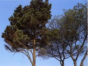 “Mai vergognarsi del Vangelo!”