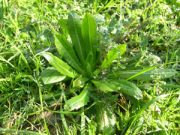 Erbe spontanee: dai campi alla padella