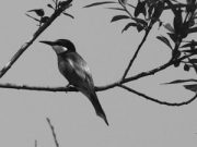 Tutti gli animali della provincia