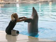 Travolti da un insolito… delfino