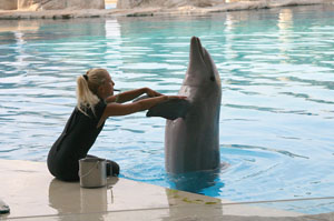 Travolti da un insolito... delfino