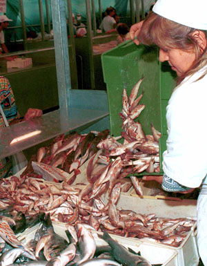 La sogliola in cassa integrazione