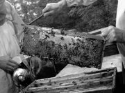 Una stagione dolce come il miele