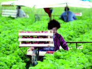 Sulla terra soffia vento di crisi