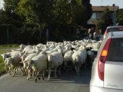 Se il danno è a quattro zampe