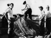 U scògghju: storia di una migrazione