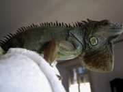 Sos animali, un servizio a rischio