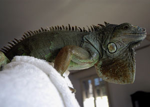 Sos animali, un servizio a rischio