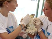 Noi, “infermieri” volontari del mare