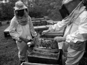 Per il miele non è un anno dolce