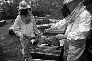 Per il miele non è un anno dolce