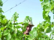 Sarà un’annata in… bianco?