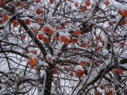 Tanti poetici “auguri” in dialetto