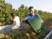 Uva più concentrata per un vino 2011 ad alta gradazione