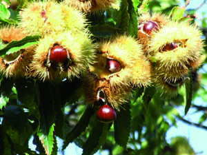 Aiuto, mi sono sparite le castagne!