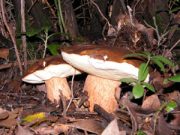 Tutti a “caccia” di funghi