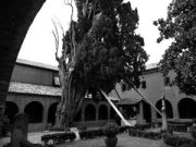 Il cipresso, decoro e segno di speranza