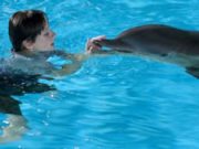 L’incredibile storia di Winter il delfino