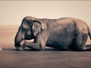 Inseguire i sogni a cavallo di un click