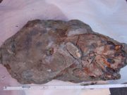 C’è un predatore a Novafeltria “dormiva” da 90 milioni d’anni