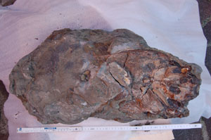 C’è un predatore a Novafeltria “dormiva” da 90 milioni d’anni