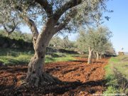 Ulivi ingrigiti dalla neve, che ne sarà dell’oro giallo?