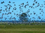 “Salviamo gli animali dal cemento”