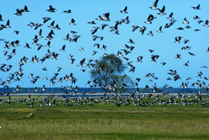 “Salviamo gli animali dal cemento”