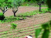 È un’agricoltura … part time