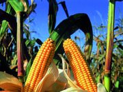 È giusto produrre beni alimentari per farne energia?