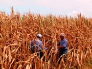 Estate torrida: altro ko per i campi riminesi