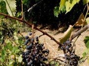Vendemmia magra anzi magrissima, ma di buona qualità