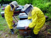 Api e arnie in stato di crisi