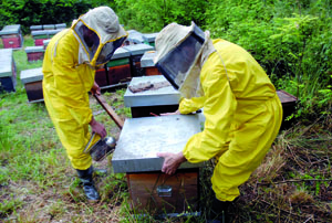Api e arnie in stato di crisi