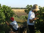 Quei campi sottratti alla mafia ora gridano: “Libera Terra”