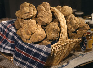 Sua maestà il tartufo è pronto a sbucare