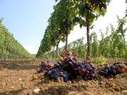 Bicchiere mezzo vuoto: chiesti i danni per siccità