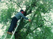 Rimini, l’orcio buono della regione è “bucato”