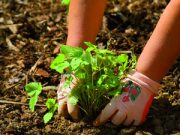 Prodotti bio: un sapore più forte della crisi