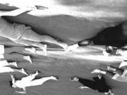 Da qualche parte c’è una danza e un’analisi