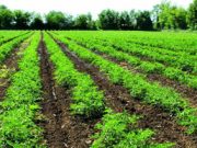 Da San Clemente alle Filippine grazie al vino