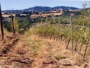 Agricoltura in ginocchio: “una vera tragedia”