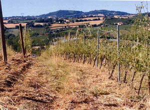 Agricoltura in ginocchio: “una vera tragedia”