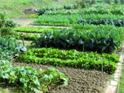 Nei campi riminesi si… coltiva aria nuova